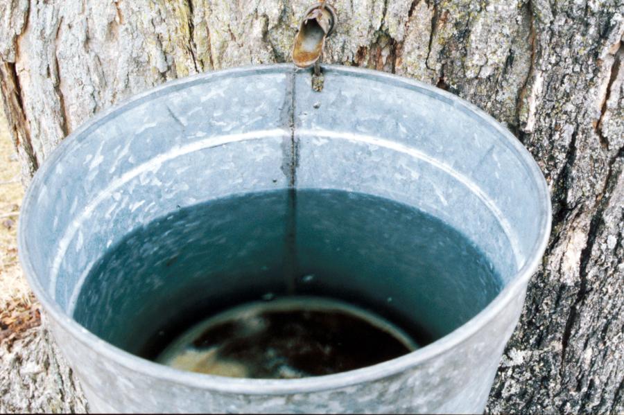 Sap Bucket with Sap