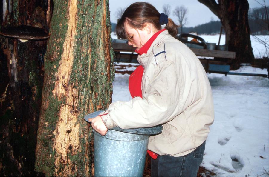 Setting the Sap Bucket